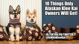 10 Things Only Alaskan Klee Kai Owners Will Understand