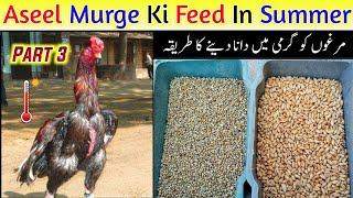 Aseel Feed In Summer   Murge Ko Dana Dene Ka Sahi Tarika Part 3 by HC Birds Information