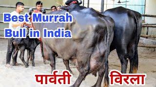  Strongest Bloodline Murrah Bull - Virla ️️ Karmveer Breeding Farm. Mother-Parvati