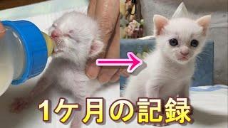 生後1日目の猫の赤ちゃんを保護してから成長してママっ子になるまでの1ケ月【保護猫】