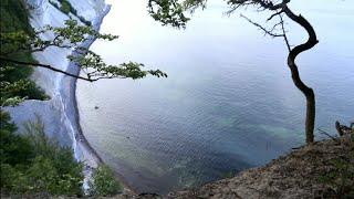 Møns Klint - Chalk Cliff in Denmark 