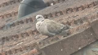 collared dove on the rooftops