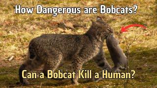 How Dangerous are Bobcats? Can a bobcat kill a human? Are BOBCATS Dangerous to Pets?