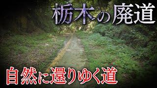 【栃木の廃道】自然が道を取り返す！？ 明治･大正･昭和のトンネルも！