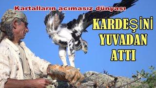 KARDEŞİNİ YUVADAN ATTI / Kartalların acımasız dünyası