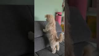 Puppy Phoebe's Couch Mystery: Barking at the Hidden Cat!