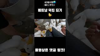 베트남 산골짜기 동굴 마을에 있는 오리 농장 방문기