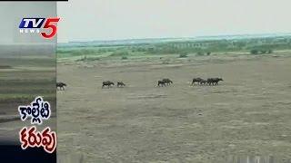 Kolleru Lake Dried Up, Poses Eco Threat  | AP | TV5 News