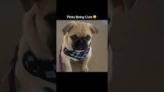 Pinky Being Cute #pug #dog #puppy #pugpuppy #fyp #toydog #smalldog #pugpuppy #cute #pinky