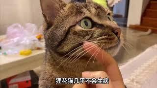 我的天！我终于知道，狸花猫为啥这么多人养了！