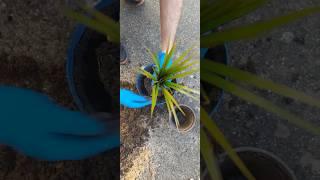 planting dracaena/plantando dracaena/посадка драцены/#shorts