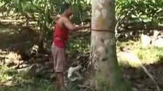 Coconut harvest Cosecha de Coco