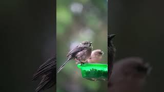 Snow Day: Bird Friends