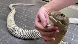 KING COBRA FEEDING: Oracle and Katie