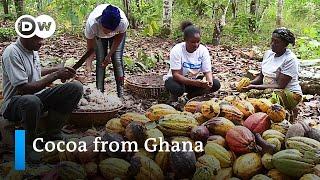 Rethinking cocoa cultivation in Ghana | Global Ideas