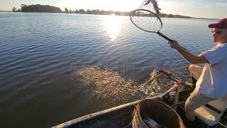 How to Catch - Big Black Crab Trot Line Crabbing (The Crab Show)