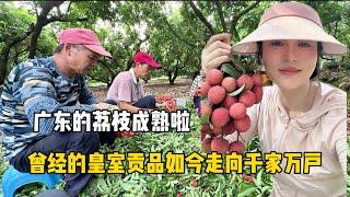广东的荔枝成熟了，1000多年前让杨贵妃倾倒的皇室贡品，如今走入千家万户