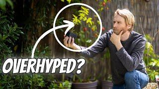 Tomato Grafting: Overhyped "HACK" or Gardening Revelation? Let's Find Out.