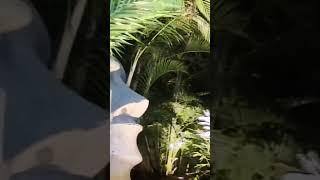HDZero FPV Flight #shorts #rc #cinematic #fpv