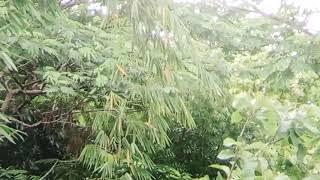 Whispers of the Bamboo: Slow Motion Leaves Swaying in the Wind