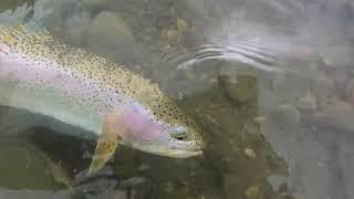 Big Brown Trout EATS MY RAINBOW - Fly Fishing Rainbows & Brown Trout