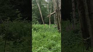 Gorgeous luxuriant lush forest I walked in for a long time.