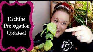 Exciting Houseplant Propagation Updates!! Eeee!!!!! 