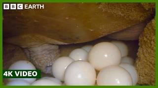 Turtle Mother Lays Hundreds of Eggs | 4K Video | A Perfect Planet | BBC Earth