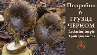 Подробно о Грузде чёрном. Lactarius turpis. Гриб для засола