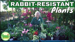 25+ Rabbit Resistant Plants For All Areas of Your Garden: Shade, Bedding & Full Sun // Green Thumb