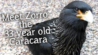 Meet The Birds | Zorro the Striated Caracara