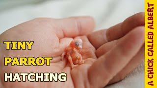 The Smallest Parrot you've ever seen - Tiny egg hatching #2