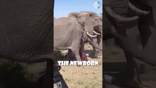 Elephants Protect Their Newborns from Predators!