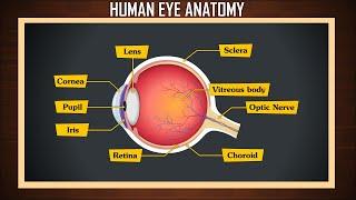 Human eye anatomy | eye structure and function | Parts of the eye | eye parts and functions