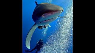 Scuba Diving with Oceanic Whitetip Sharks. Egyptian Red Sea, Brothers, Daedalus & Elphinstone.