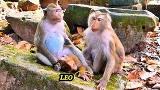 Wow Amazing.// Pregnant Monkey Astra help grooms Tiny LEO with Monkey Libby, Creating a Relationship