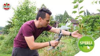 SPERLI Influencer - Dennis von Zurück zum Garten