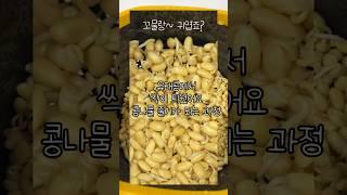 콩나물 키우기 2일차!#shorts #콩나물#새싹#물주기#콩#sprout #bean