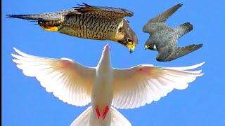 Сокол Сапсан атакует моих голубей!Falcon Peregrinus Attack pigeons!