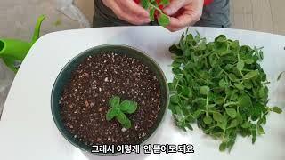 배수구없는  그릇에 장미허브 키우기