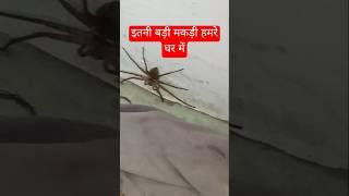 itni badi Makdi kaha se ️ ll village life ll #nigrali #nanital #minivlog #spider #viralminivlog