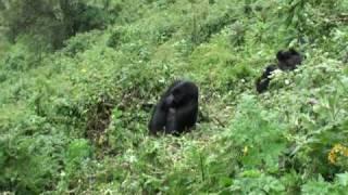 Mountain Gorilla group feeds on wild celery while tourists look on, Volcanoes NP, Rwanda