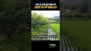 25년 전, 논에 매실나무를 심었습니다 #shorts