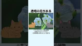 【自然の雑学】宝石のように美しい花