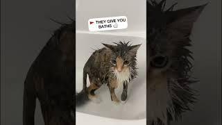 Is your human TOXIC? Warning signs #toxic #mikathefluffy #catvideos #shorts #funny