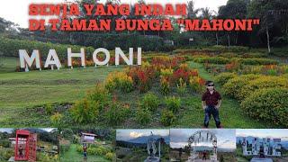 INDAHNYA PANORAMA TAMAN BUNGA "MAHONI" WISATA DI KAKI GUNUNG LOKON TOMOHON MANADO