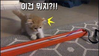 전부 내돈내산!! 고양이 전동 장난감 11종 진심 리뷰 ~