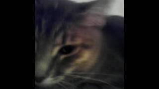 Кошшшшшка