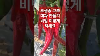 고추 대과 만들기 이렇게만 하시면 끝물 고추 까지 대과로 나옵니다
