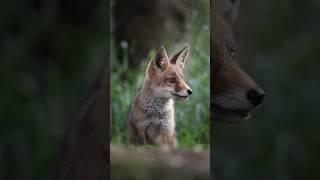 Ung Ræv / Young Fox 